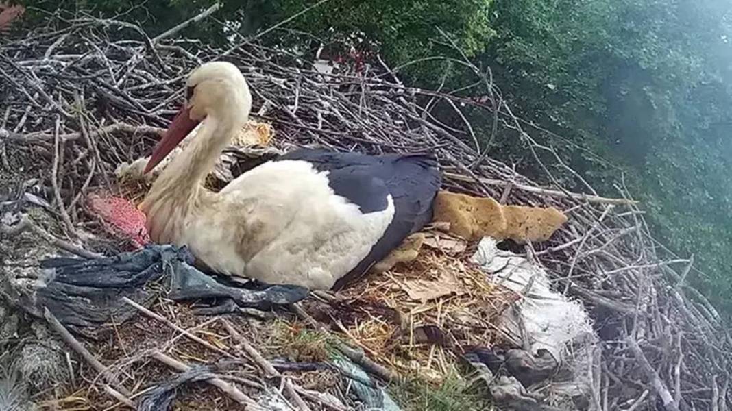 Sadık leylek, 20 yıldır o kentteki aynı elektrik direğine gelip yuva yapıyor! Mahalleli, leyleğe isim bile vermiş 8